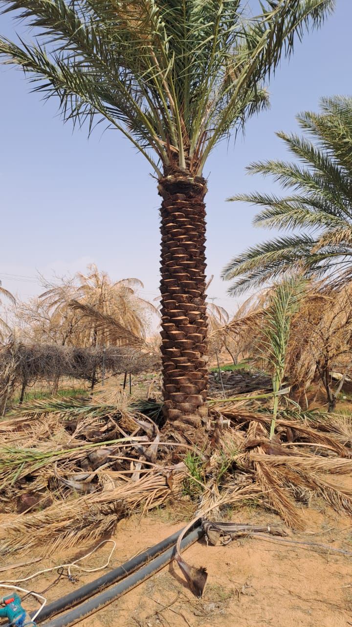 ابو علي توريد جميع انواع انخيل المثمرة وزينه توصيل