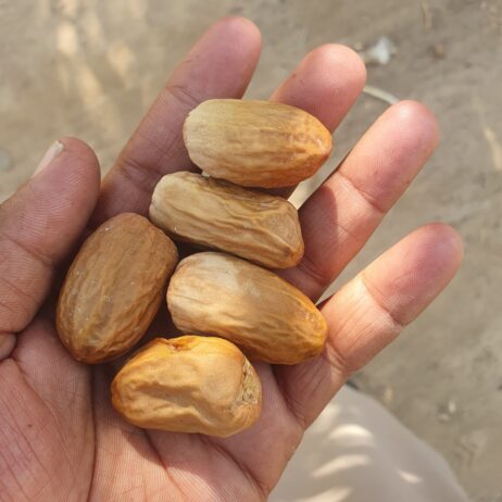 الجربة