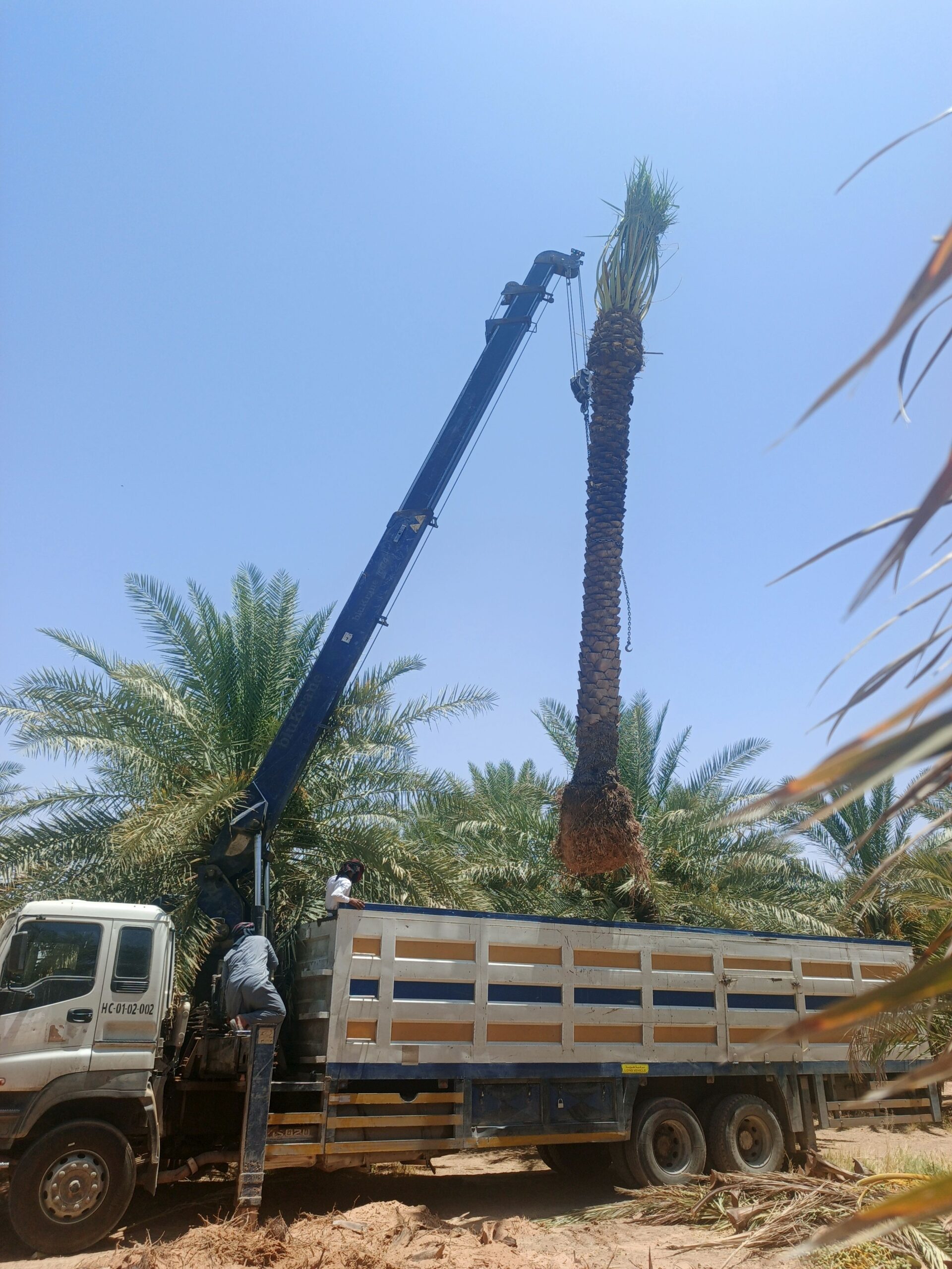 ابو علي توريد جميع انواع انخيل المثمرة وزينه توصيل