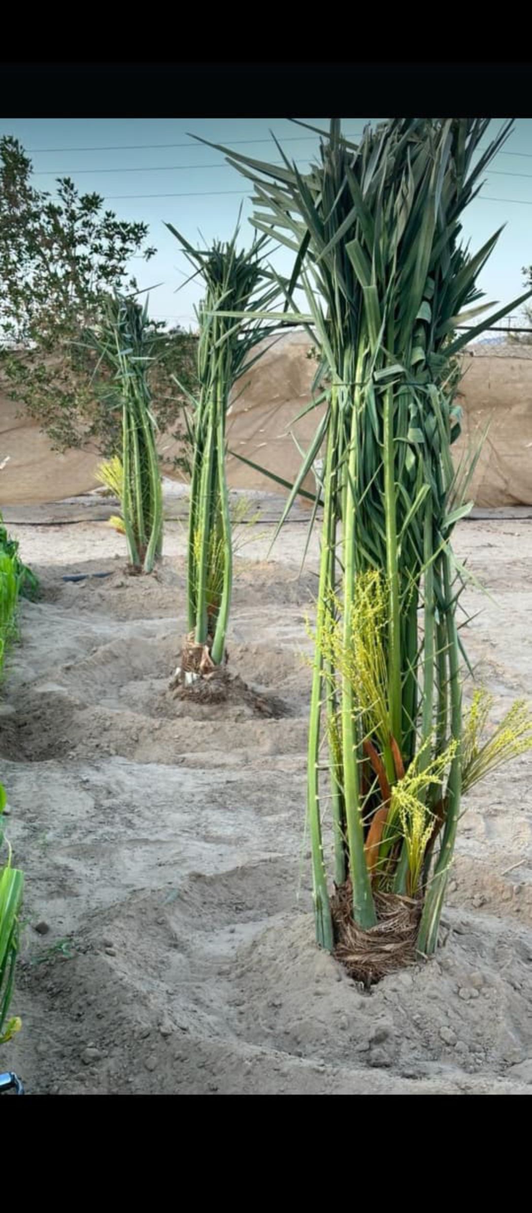 ابو علي توريد جميع انواع انخيل المثمرة وزينه توصيل