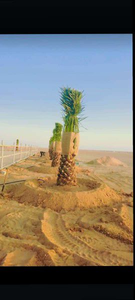 ابو علي توريد جميع انواع انخيل المثمرة وزينه توصيل