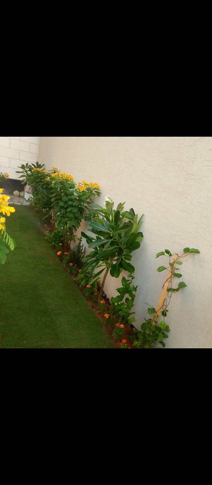 نعمل في زراعة وتركيب وتوريد الثيل باسعار مناسبة