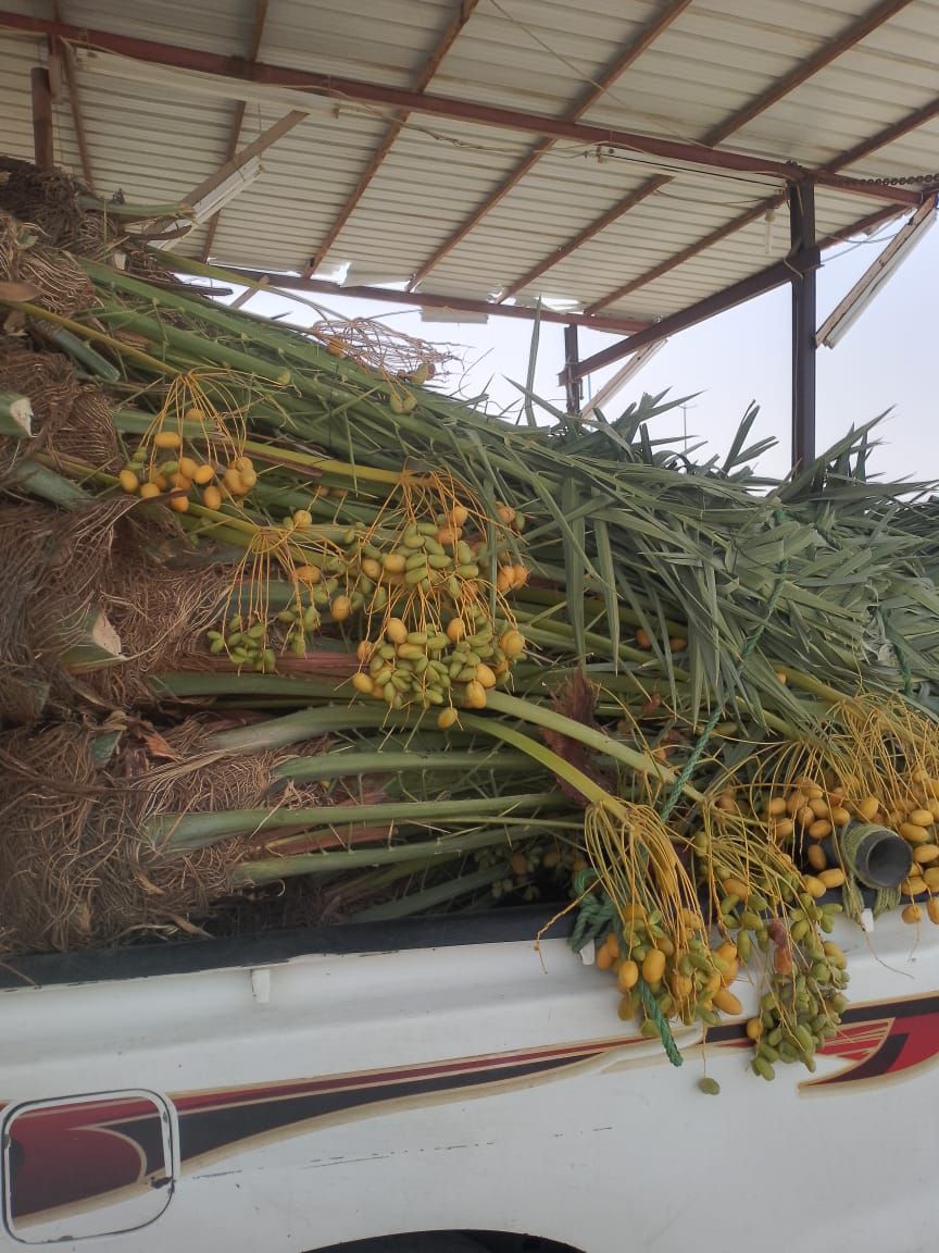 يوجد لدينا جميع انواع النخيل وتركيب الشبوك