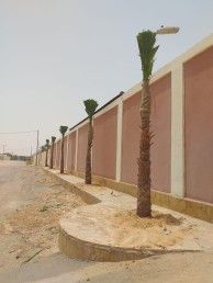 نخل واشنطني زينه