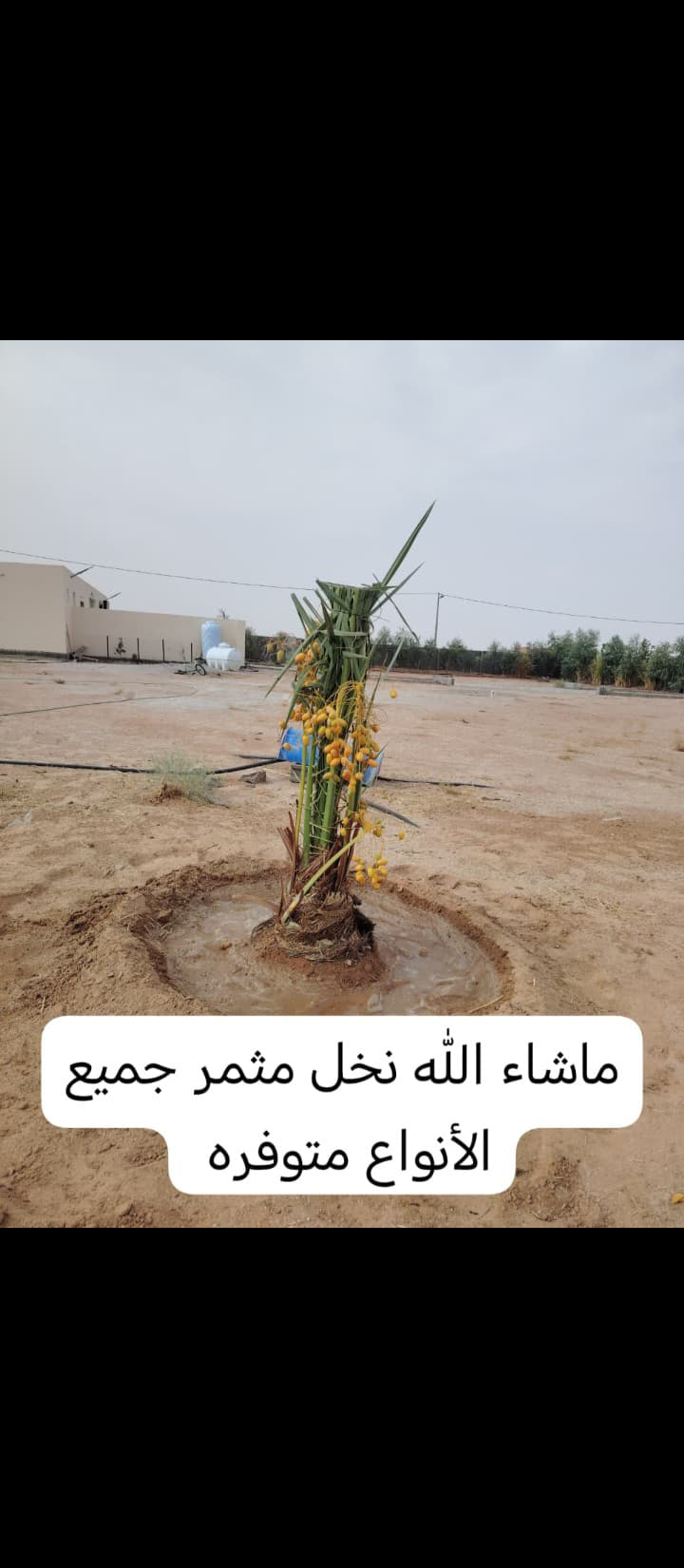 نعمل في مجال النخيل نقوم بتوريد النخيل وقلعه وغرس