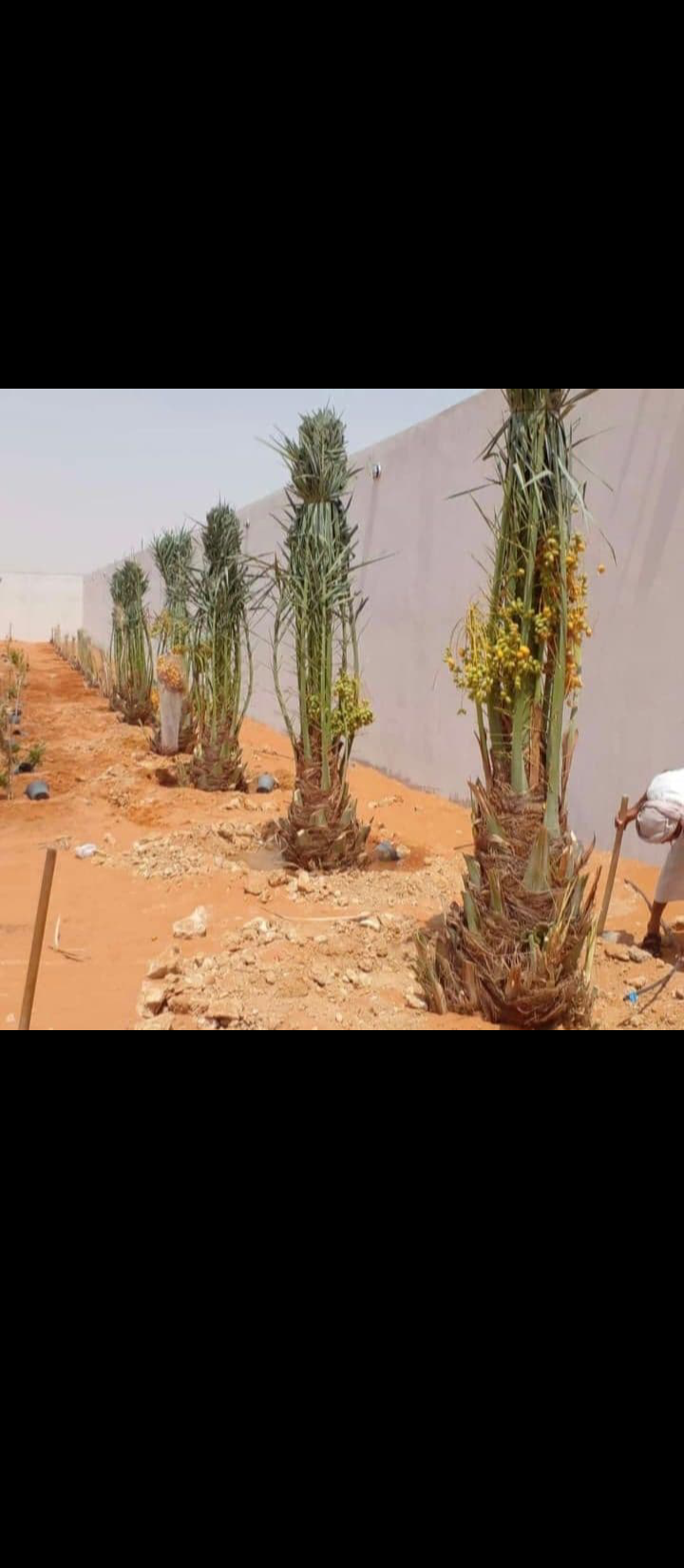 يتوفر لدينا جميع انواع النخيل