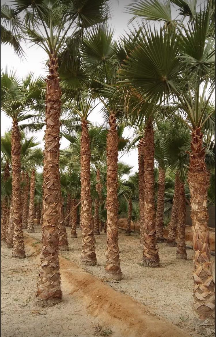 مقولات شبوك ونخل