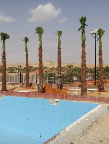 الرياض