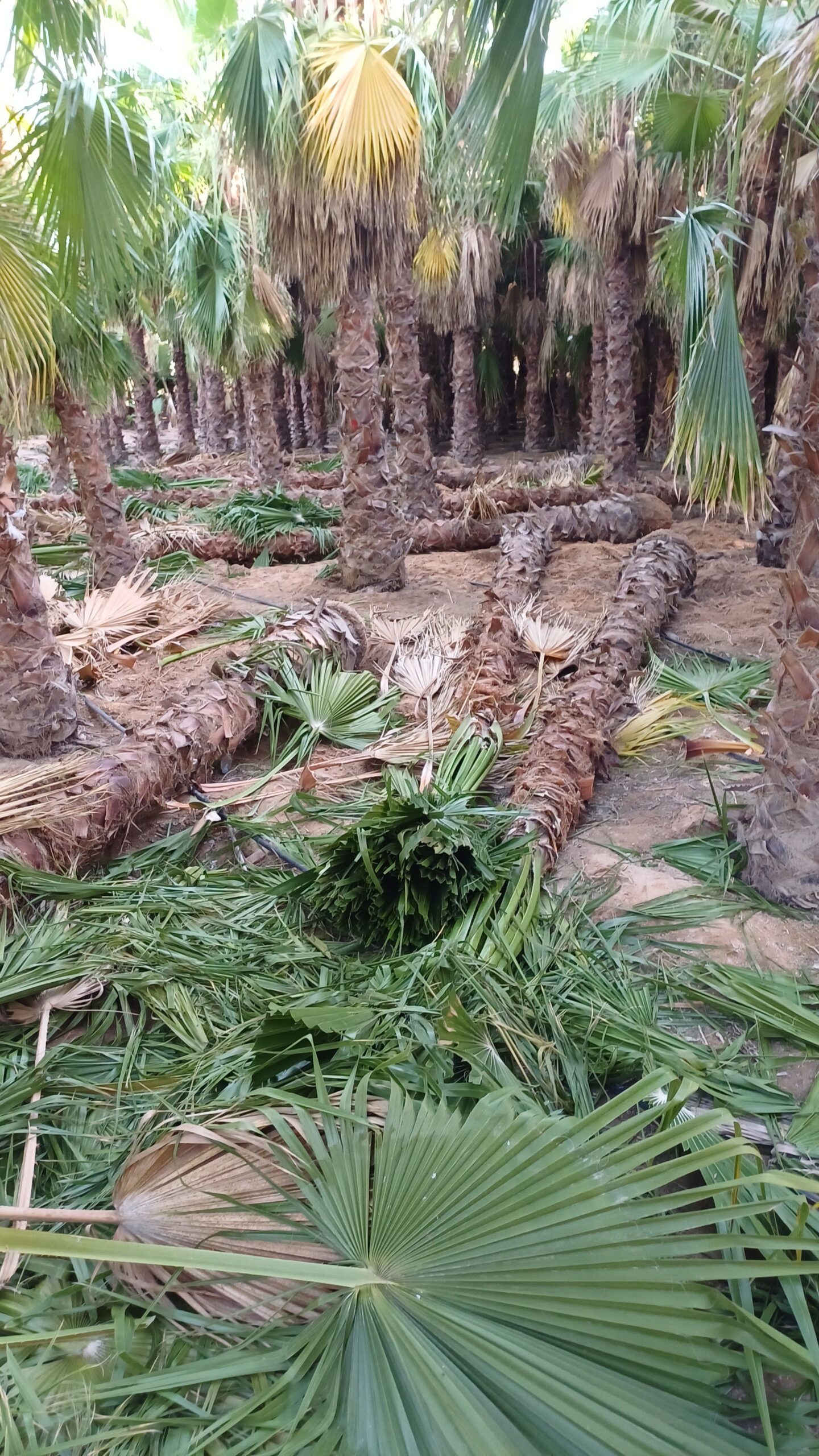 نقوم بتورد وتركيب جميع النواع الشبوك بعدت النواعها