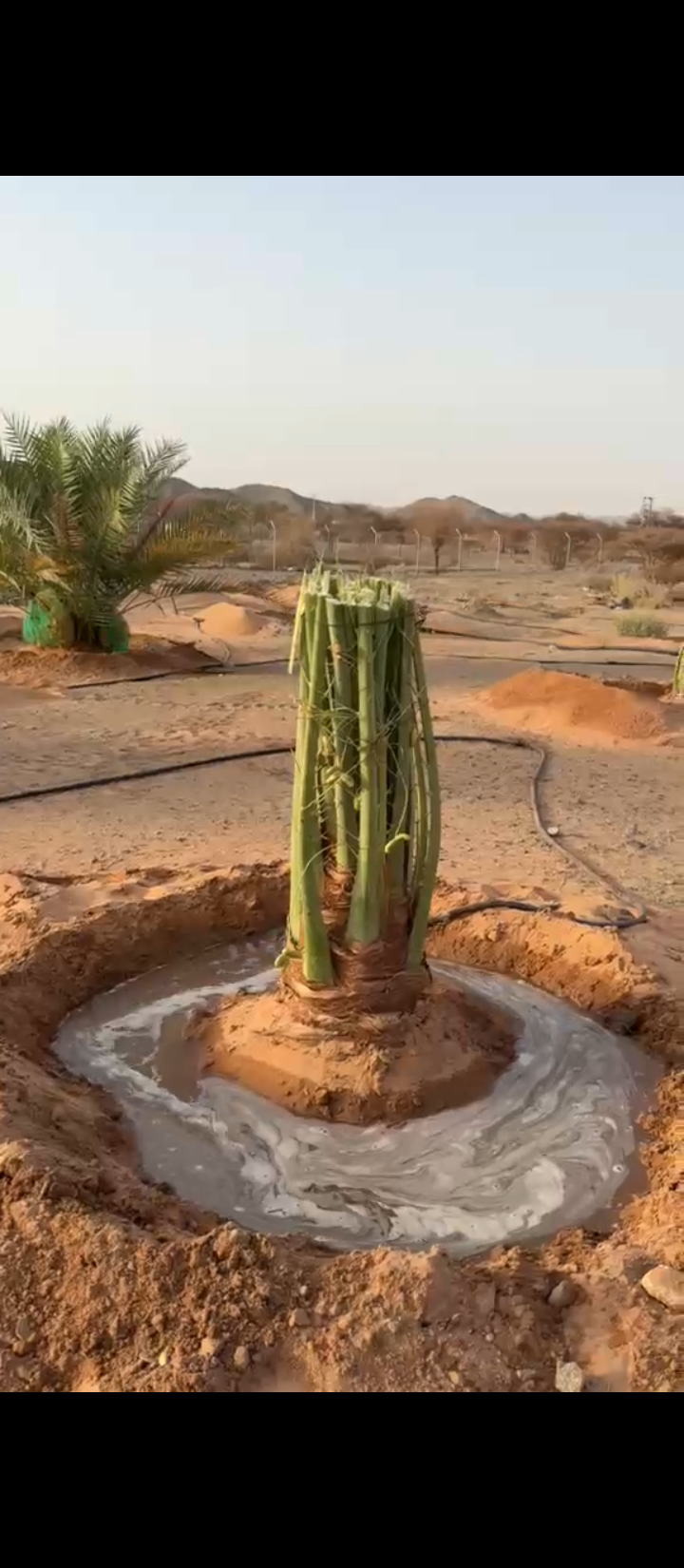 يتوفر لدينا جميع انواع النخيل