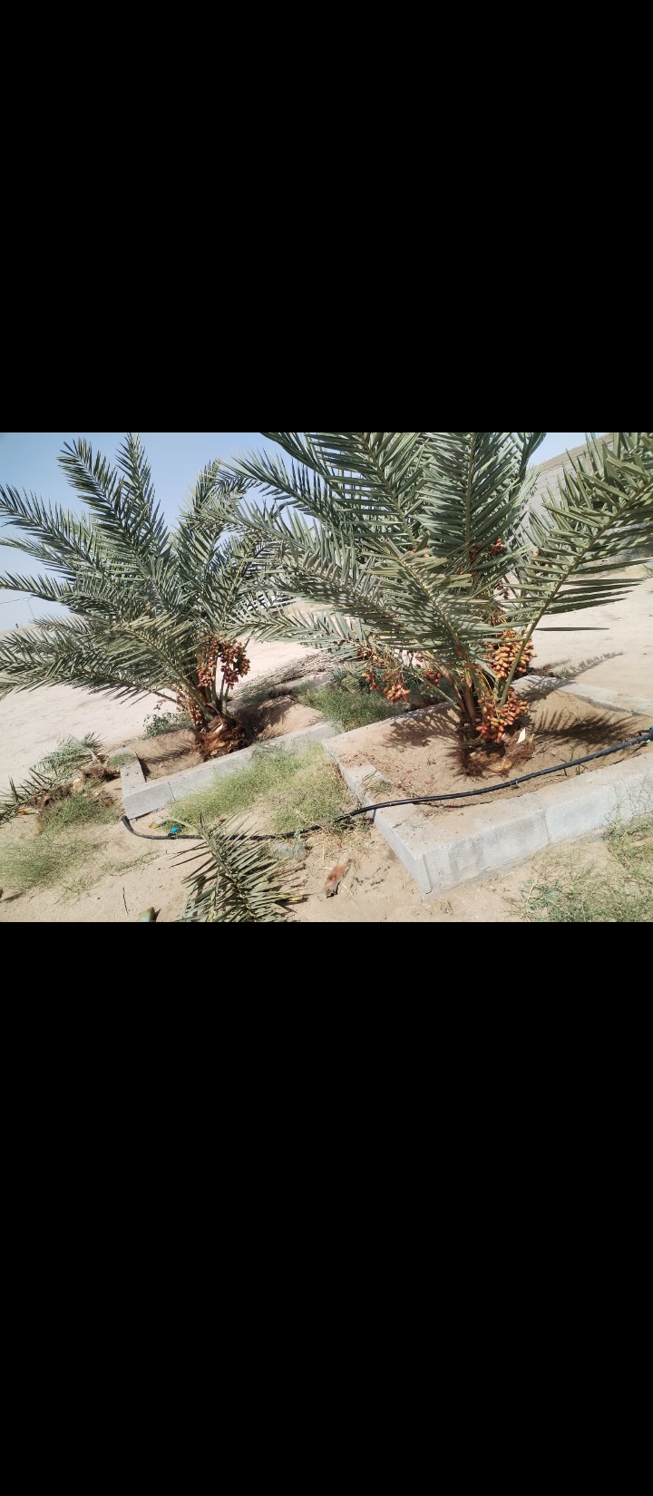 نقوم بقلع وتوريد جميع انواع النخيل المثمره والزينه