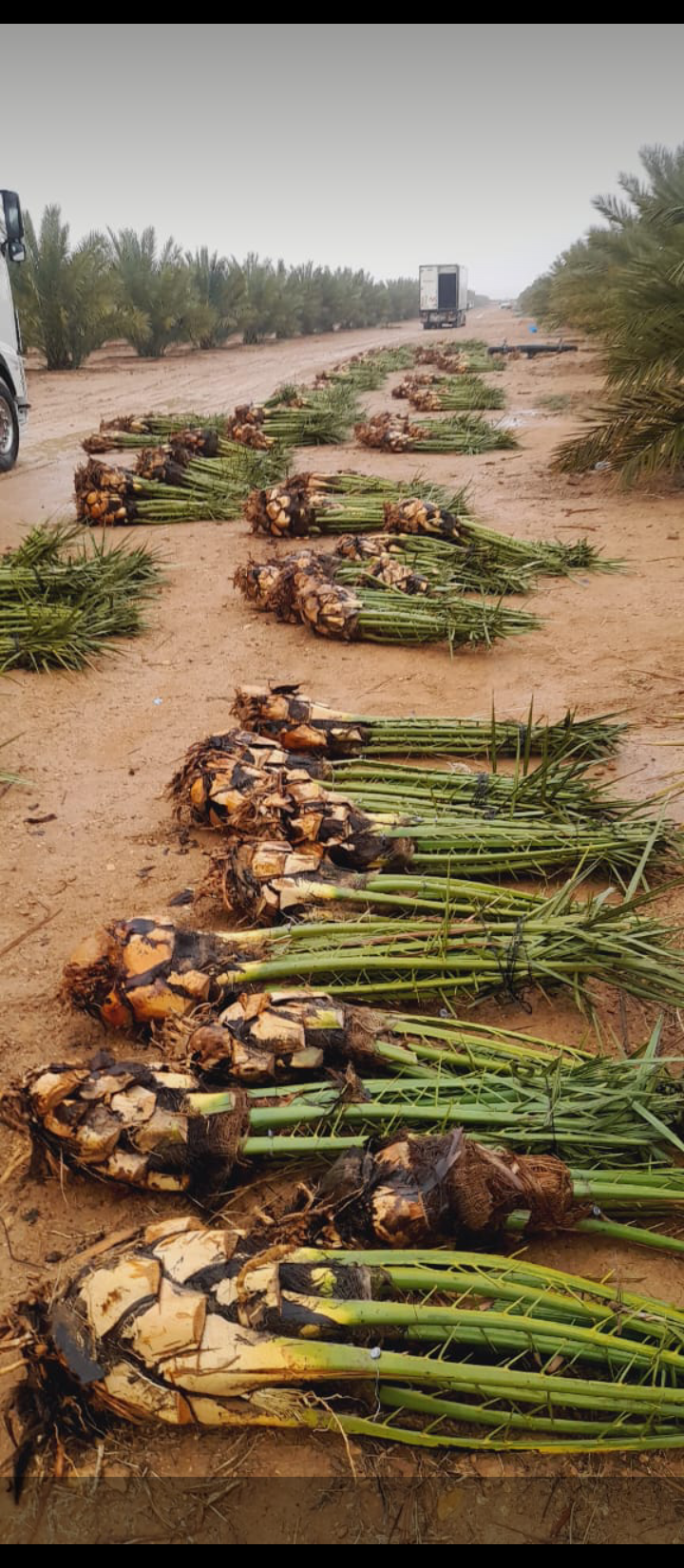 الطايف مكه جده الرياض القصيم ابها نجران جيزان