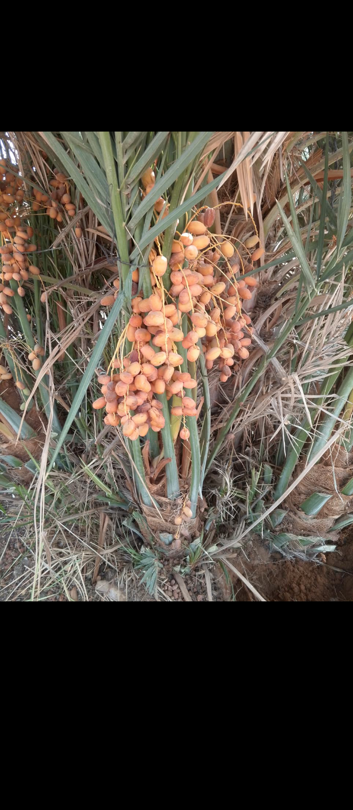 يتوفر لدينا جميع انواع النخيل