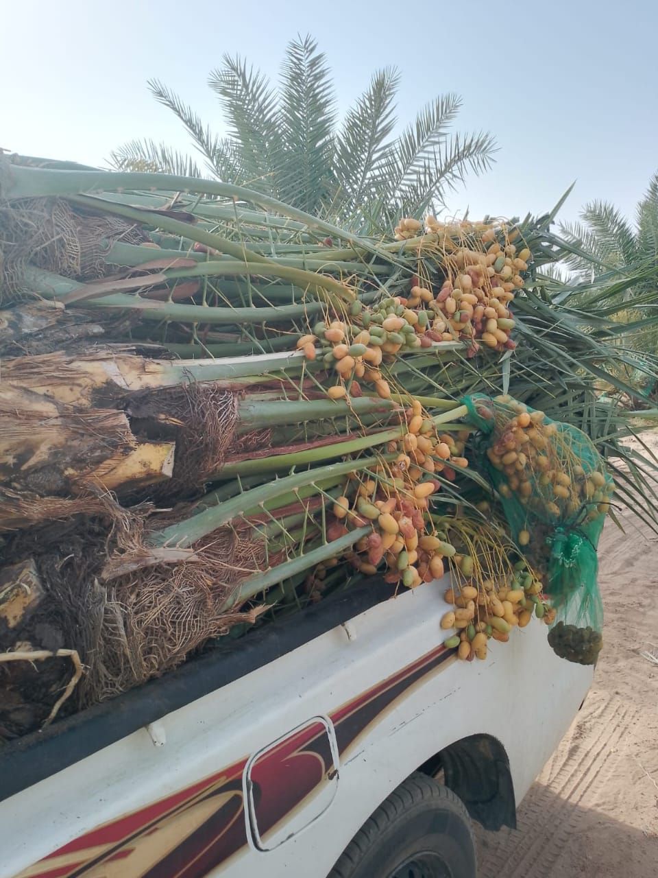 يوجد لدينا جميع انواع النخيل