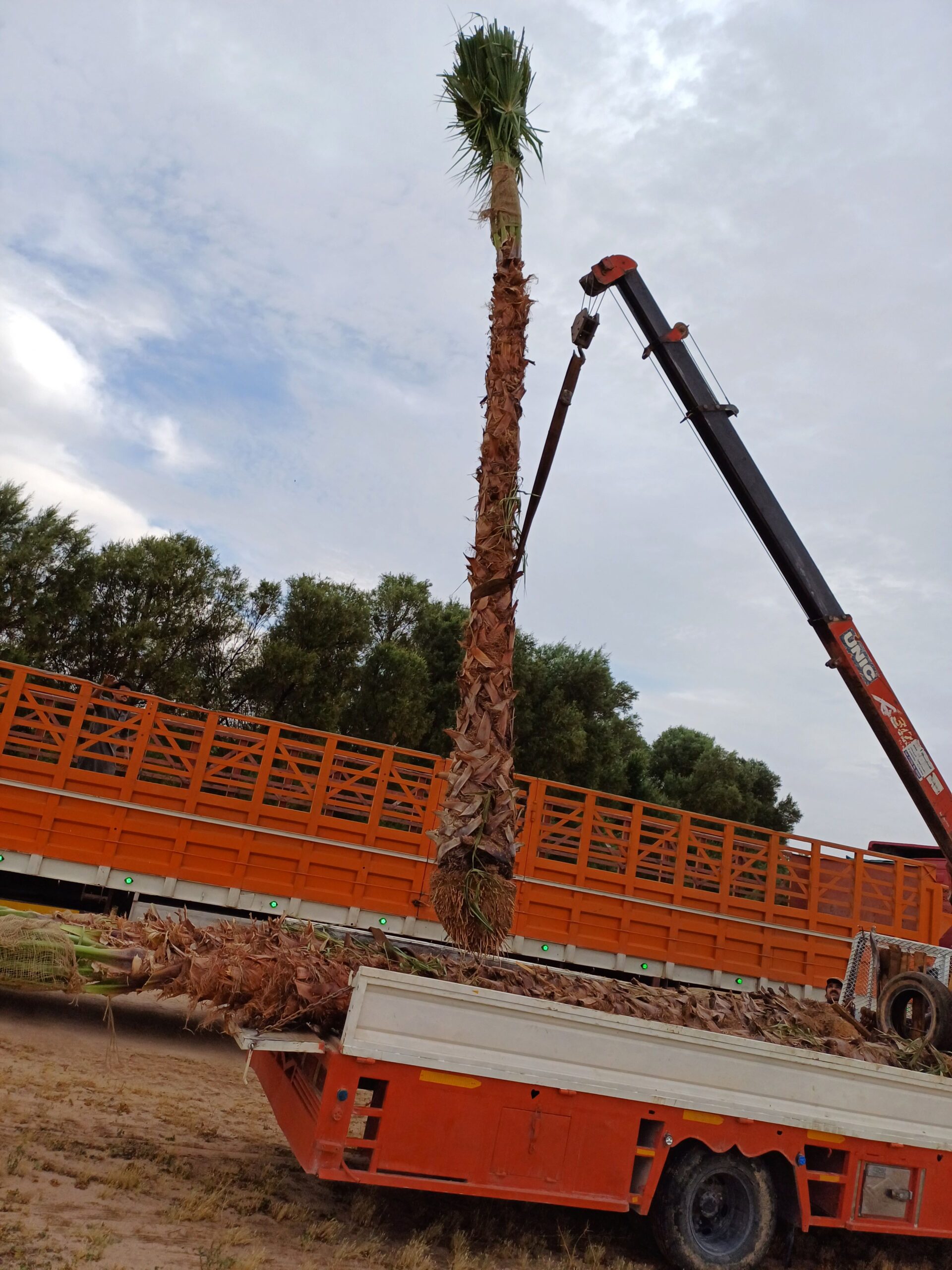 نقوم بتورد وتركيب جميع النواع الشبوك ونخيل عربي وو