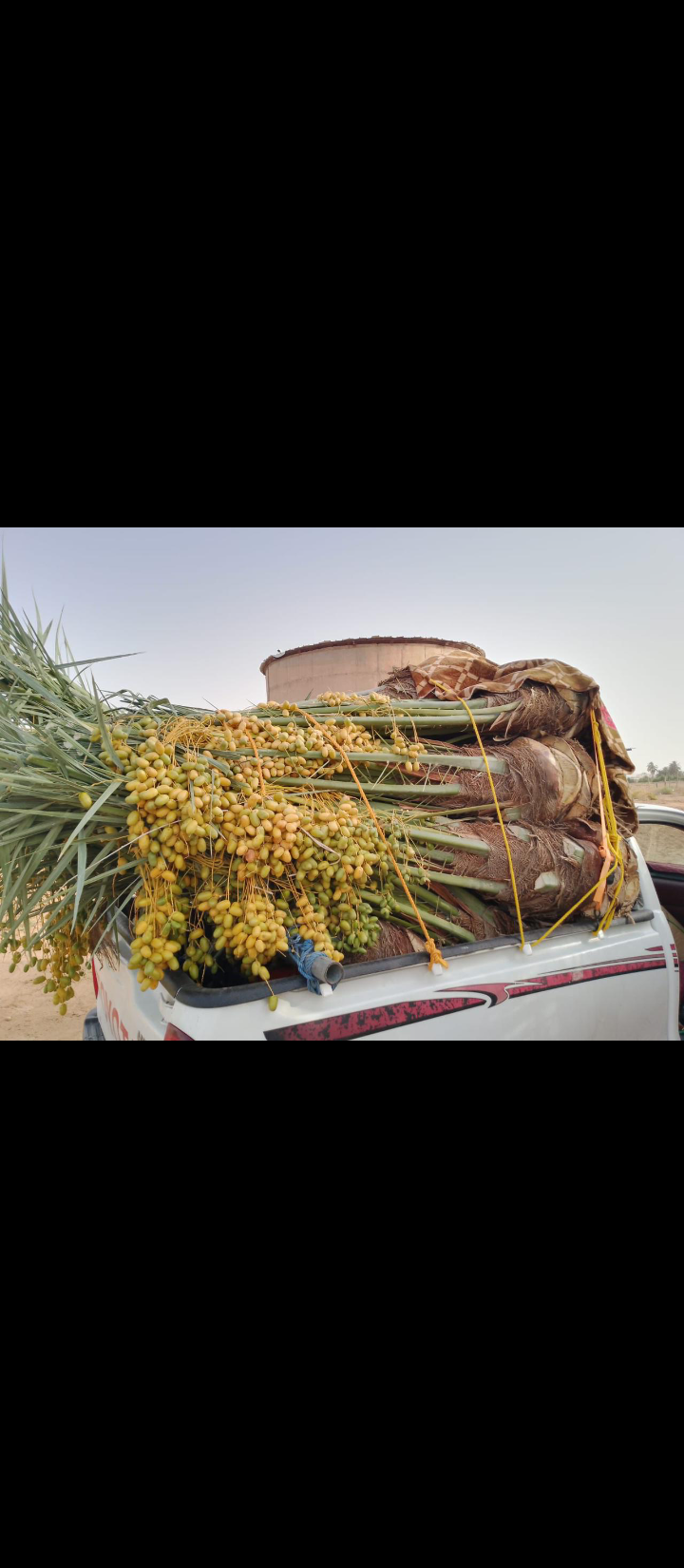 نعمل في مجال النخيل نقوم بتوريد النخيل وقلعه وغرس