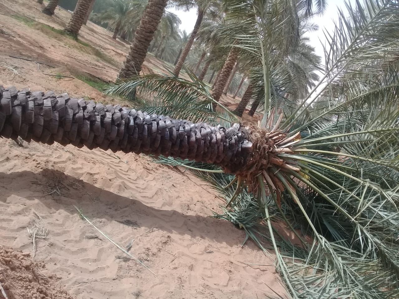 مقولات شبوك ونخل