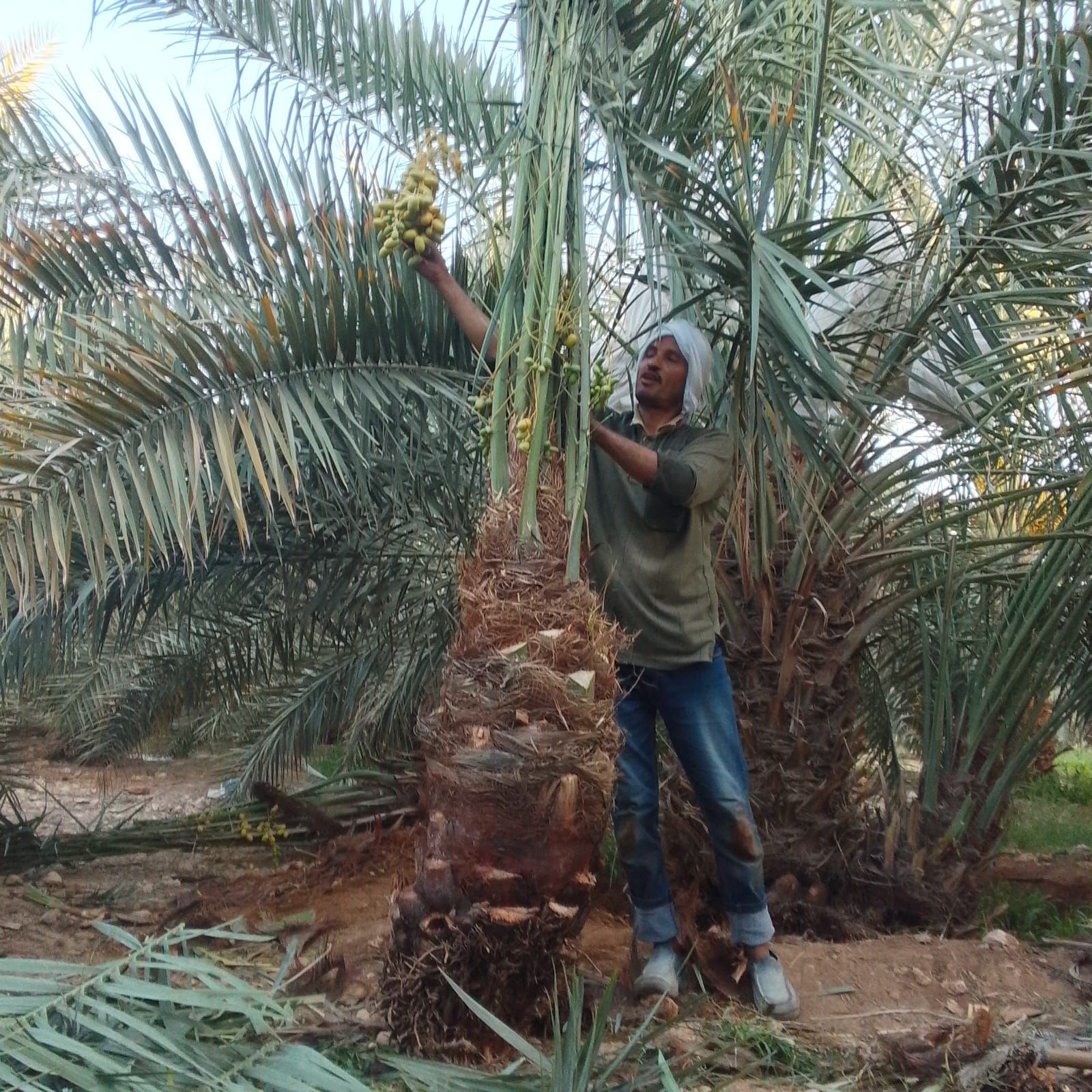 يوجد لدينا جميع انواع النخيل