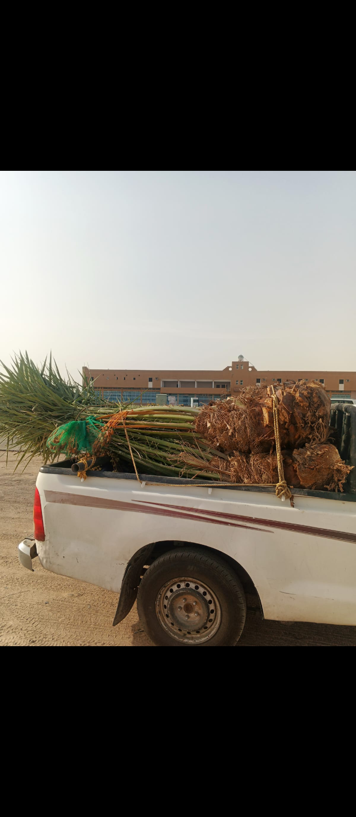 نقوم بقلع وتوريد جميع انواع النخيل المثمره والزينه