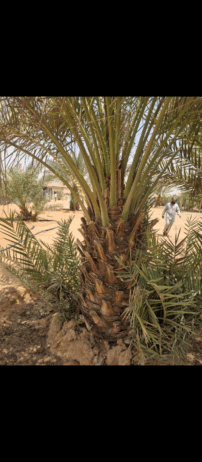ابها نجران جيزان مكه جده الرياض القصيم شقراء المجم
