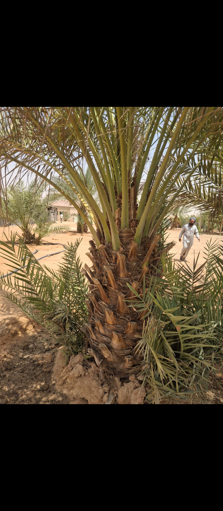 ابها نجران جيزان مكه جده الرياض القصيم شقراء المجم