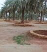 مقاول حجر