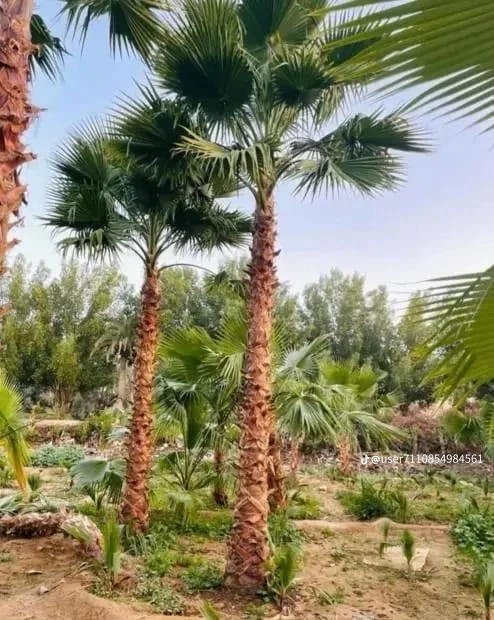 مقاول شبوك ونخيل