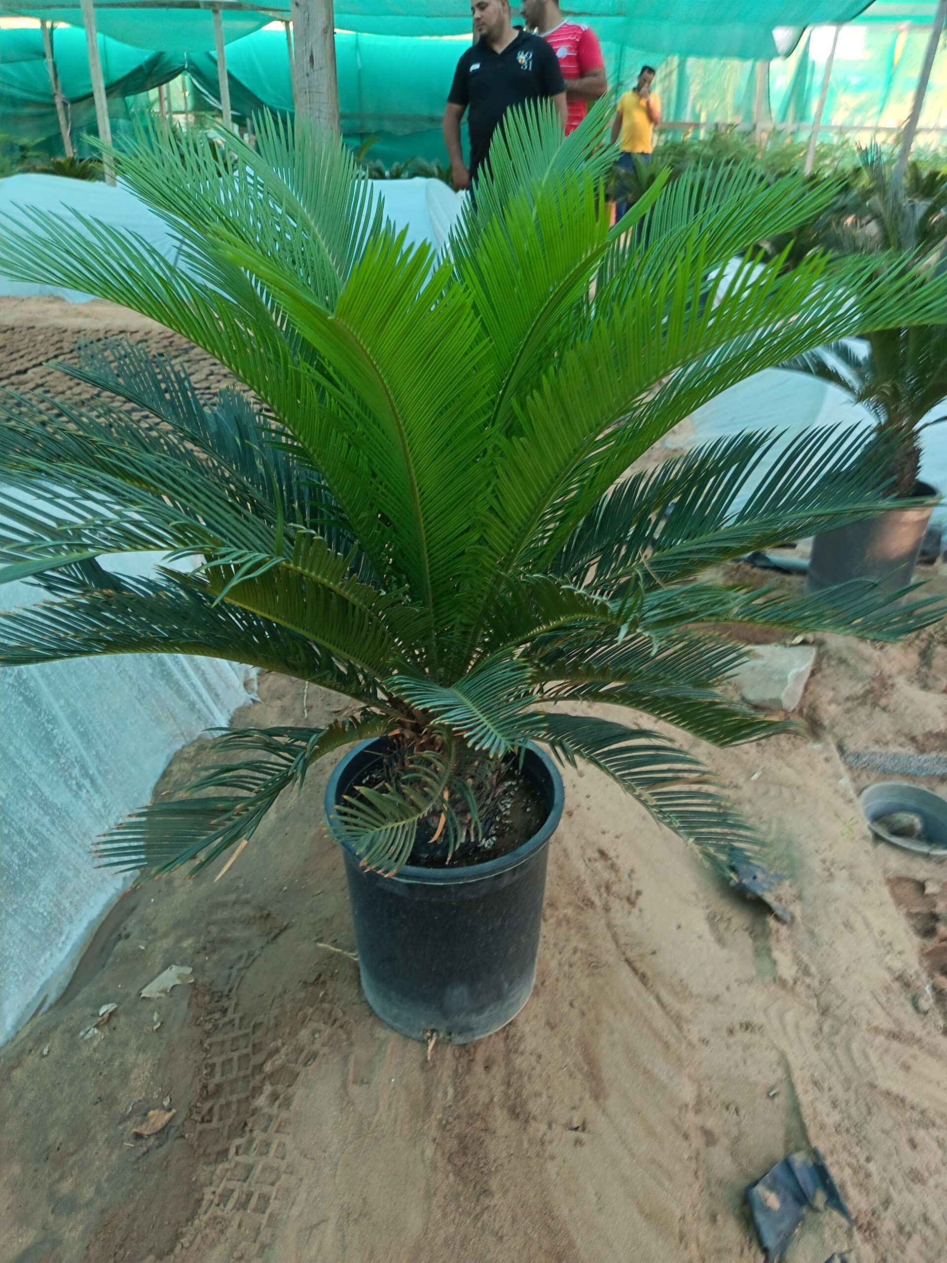 تنسيق حدائق جده