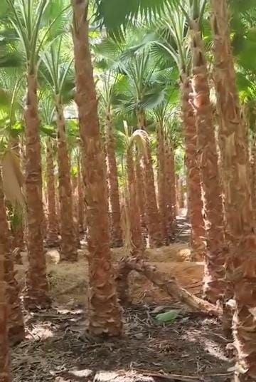 نقوم بتوريد وتركيب جميع النواع الشبوك