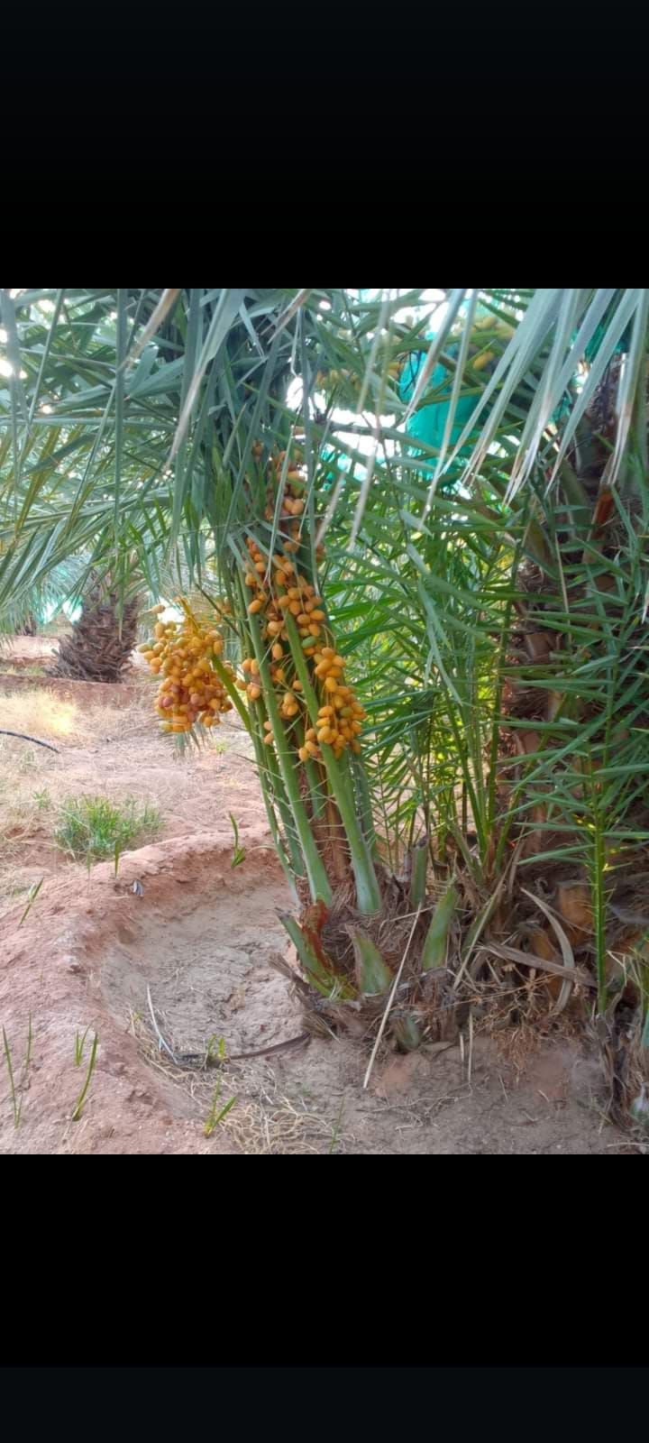 يوجد لدينا جميع انواع النخيل