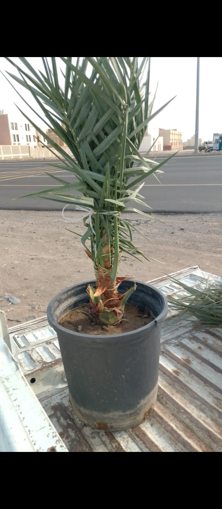 يتوفر لدينا جميع انواع النخيل