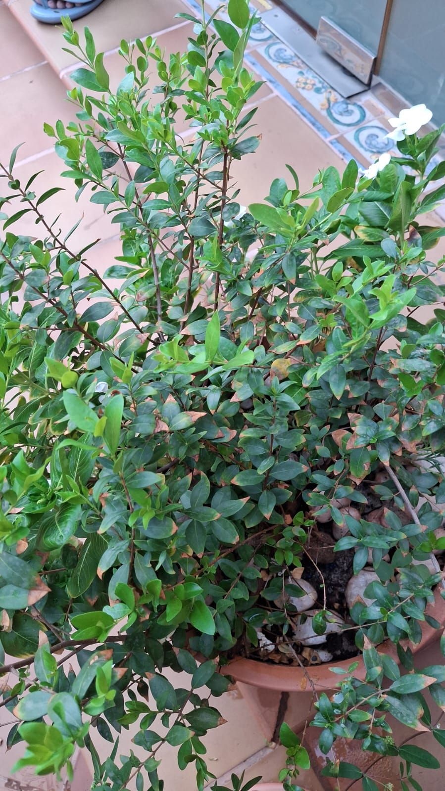 تنسيق حدائق جده