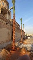 نخل واشنطني زينه