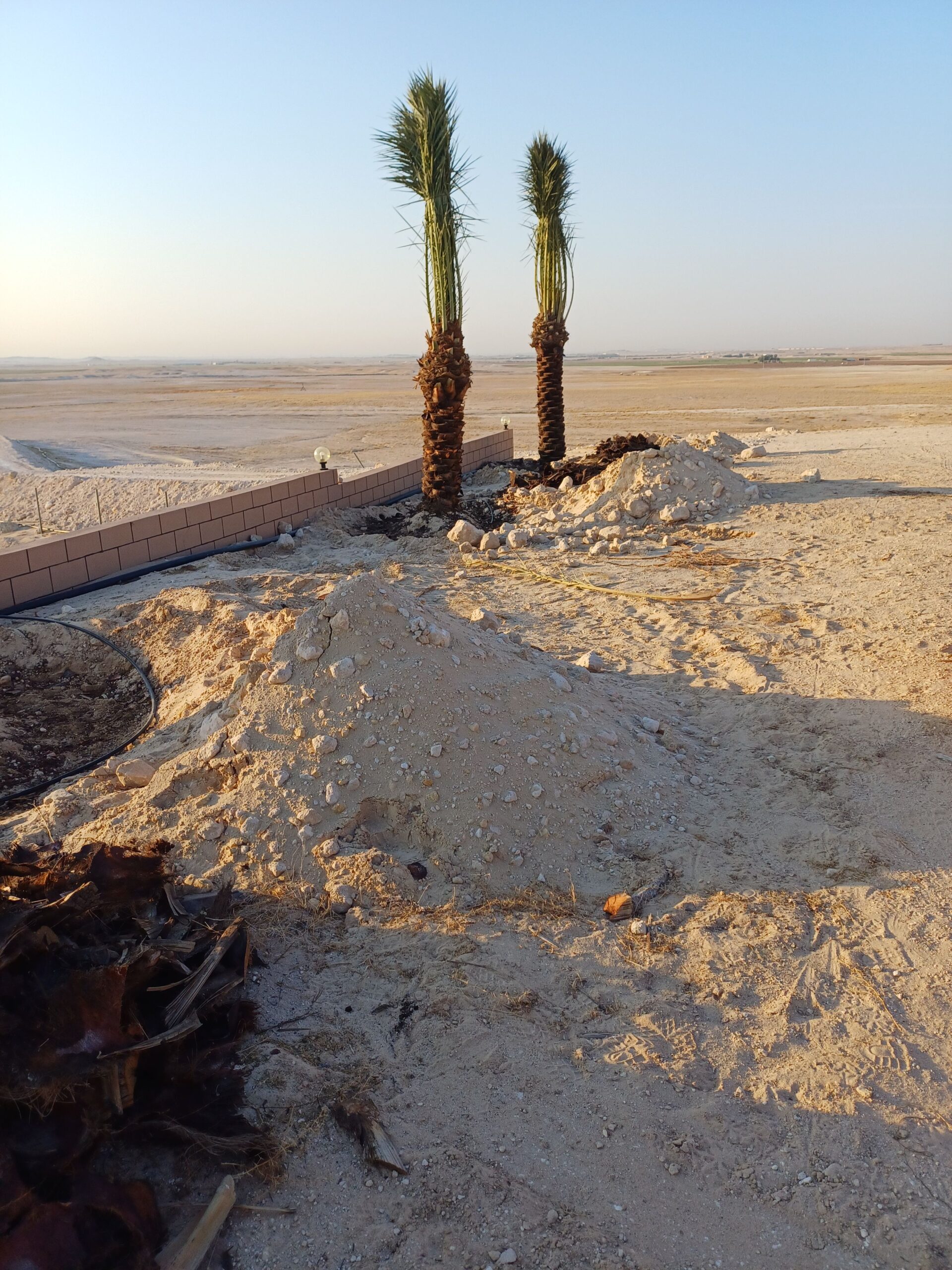 نقوم بتورد وتركيب جميع النواع الشبوك ونخيل عربي وو