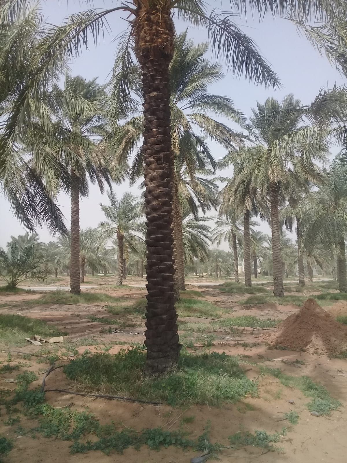 مقولات شبوك ونخل