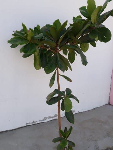 تنسيق حدائق جده