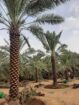 الطايف مكه جده الرياض القصيم ابها نجران جيزان