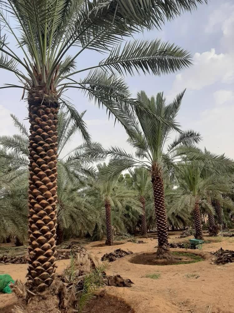 الطايف مكه جده الرياض القصيم ابها نجران جيزان