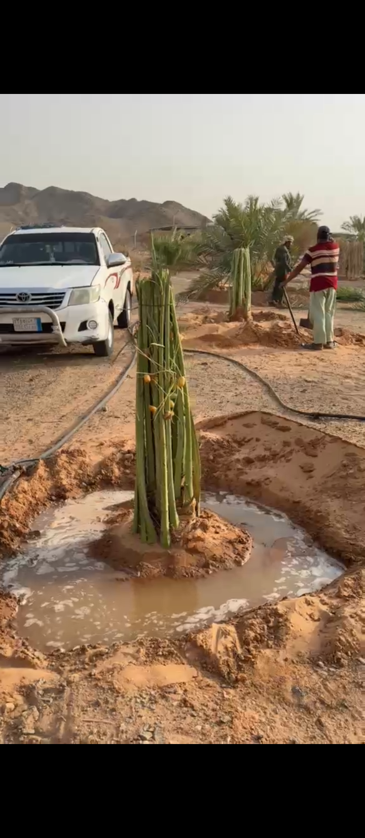 يتوفر لدينا جميع انواع النخيل