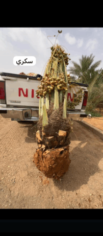 ابها نجران جيزان مكه جده الرياض القصيم شقراء المجم