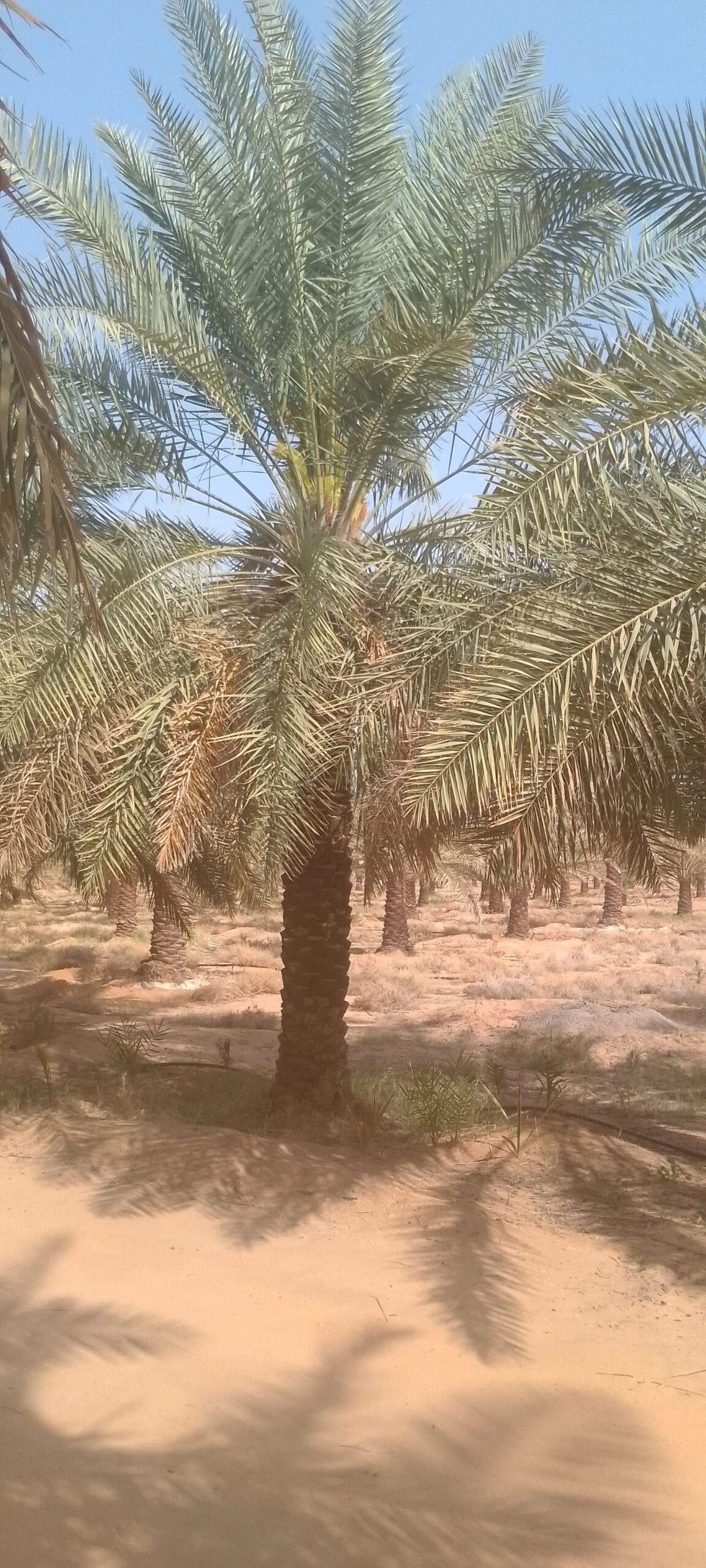 القصيم الرياض