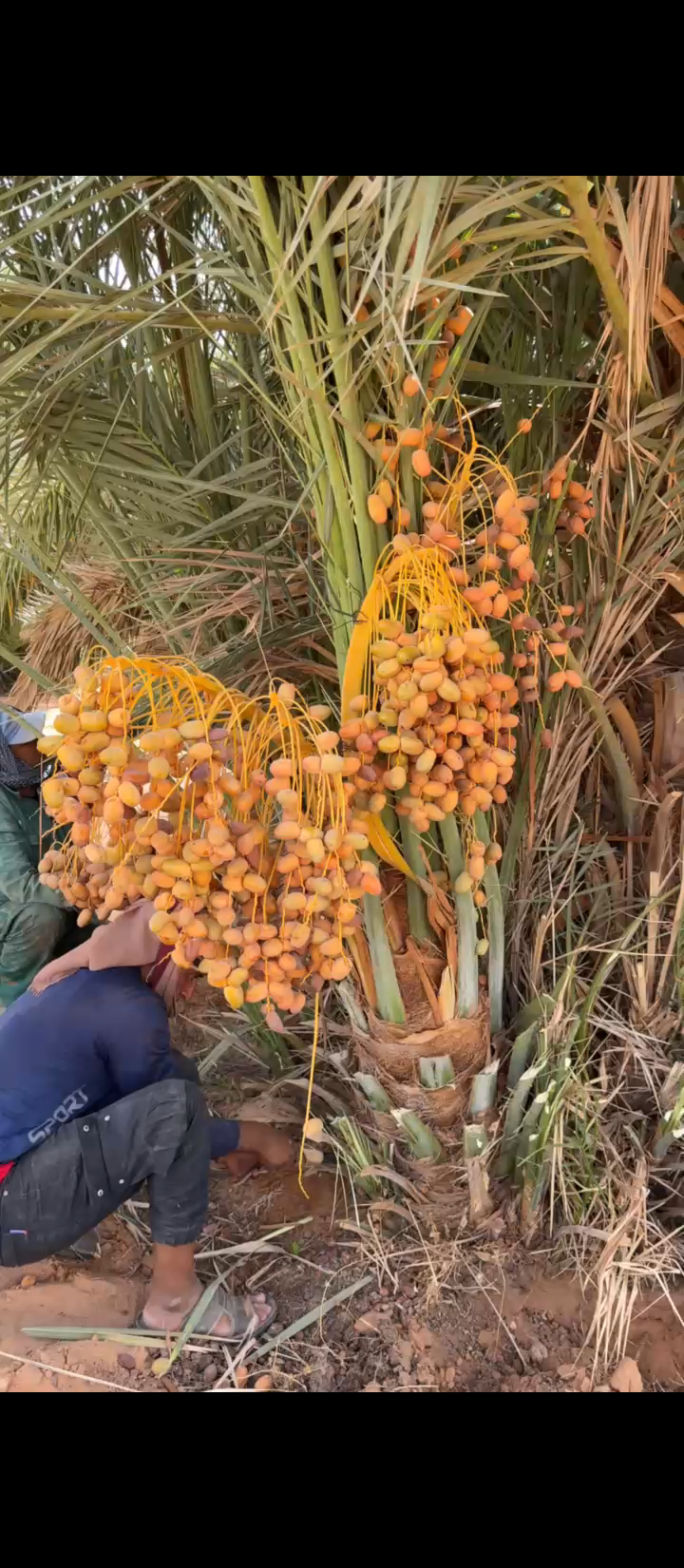 يتوفر لدينا جميع انواع النخيل