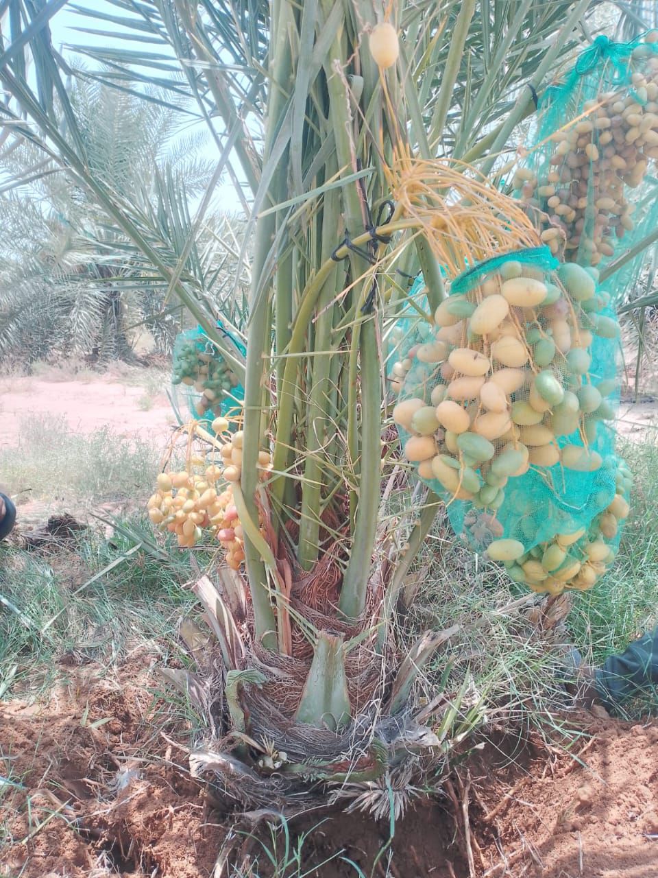 يوجد لدينا جميع انواع النخيل