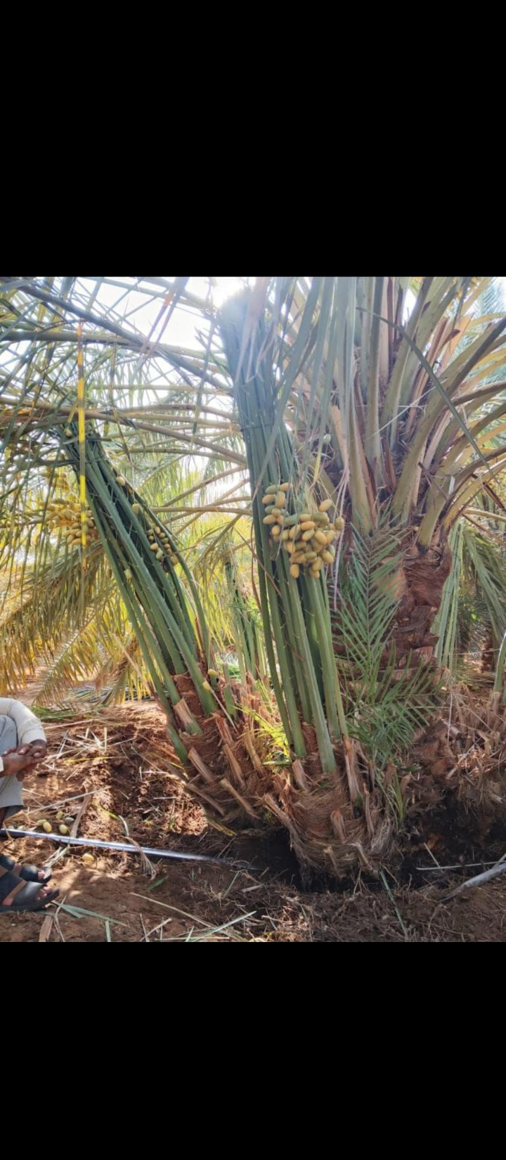 يتوفر لدينا جميع انواع النخيل