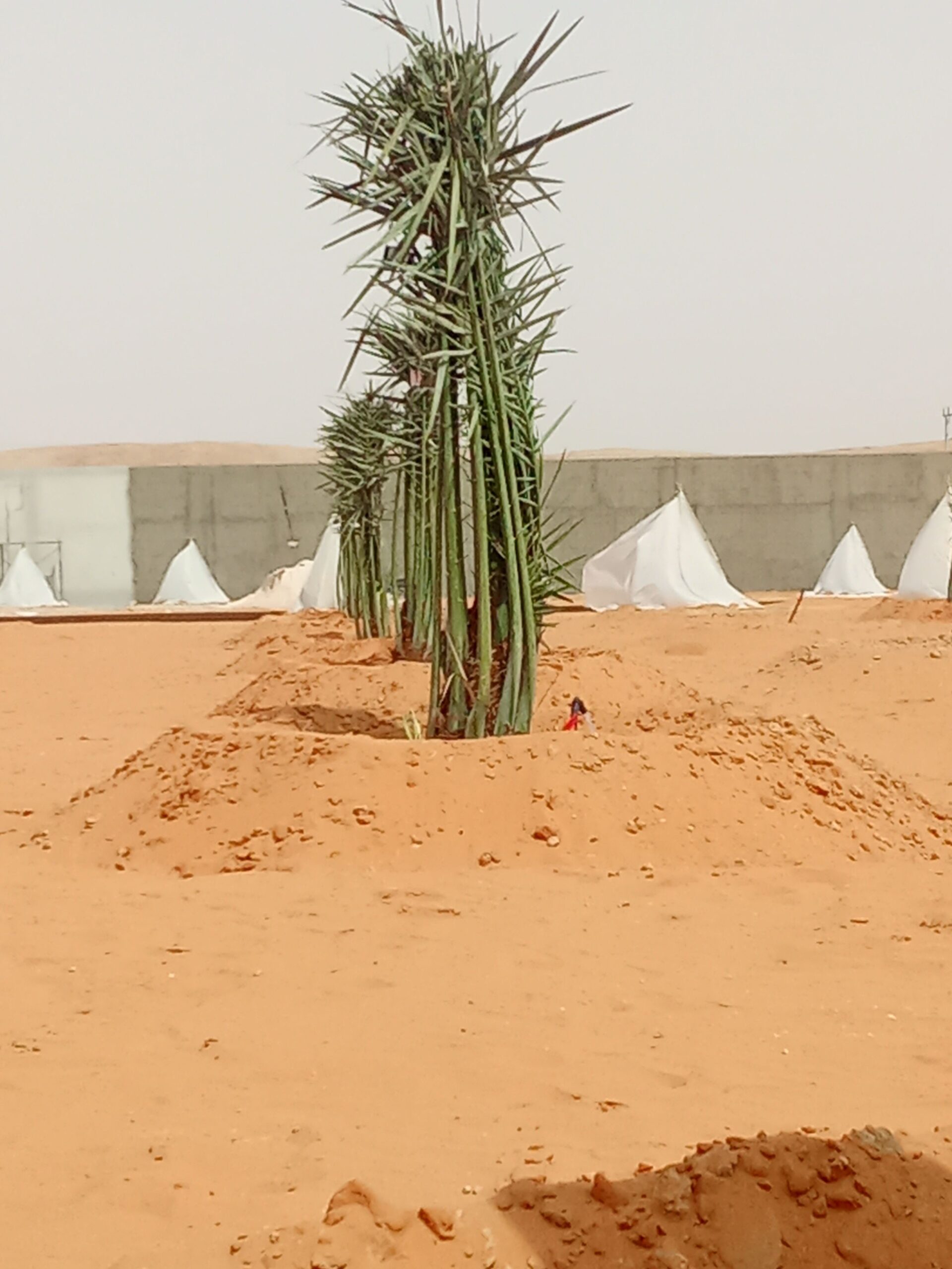 الرياض الخرج