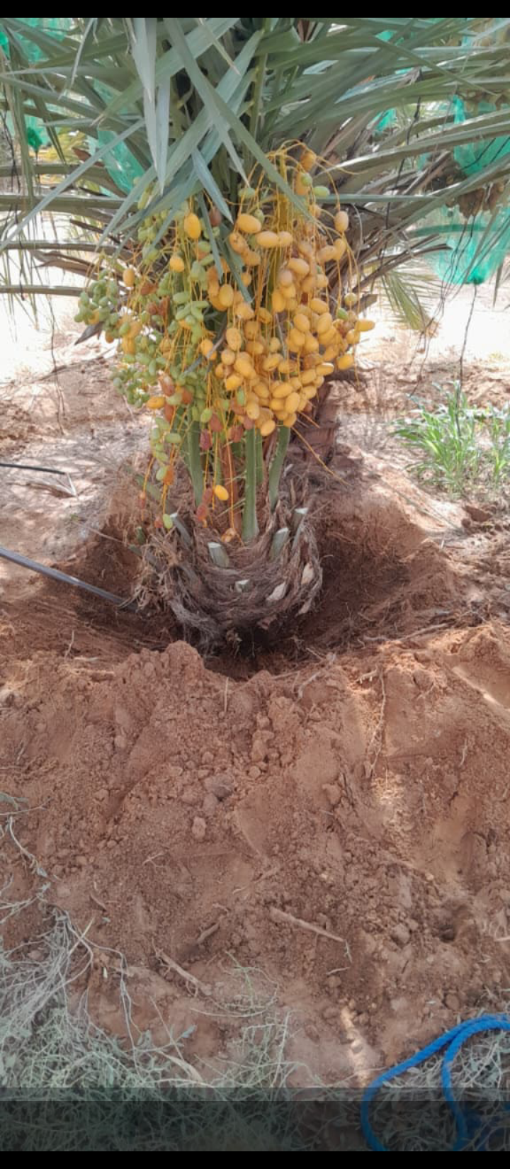 ابها نجران جيزان مكه جده الرياض القصيم شقراء المجم