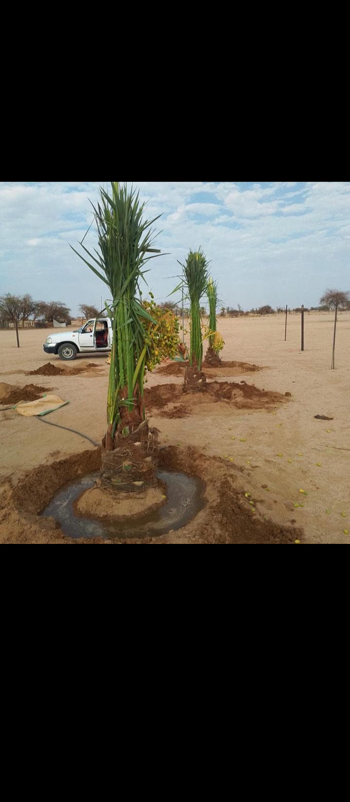 نعمل في قلع وتوريد جميع انواع النخيل المثمره والزي