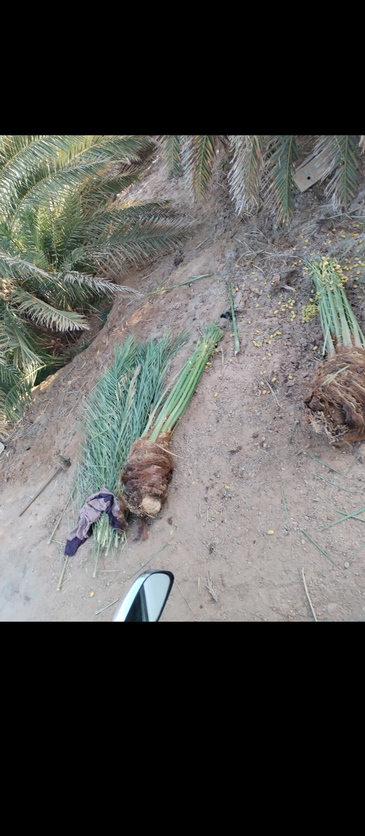 نقوم بقلع وتوريد جميع انواع النخيل المثمره والزينه