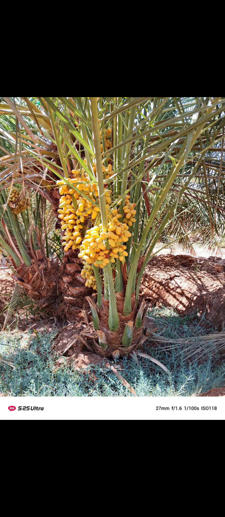 نعمل في مجال النخيل نقوم بتوريد النخيل وقلعه وغرس