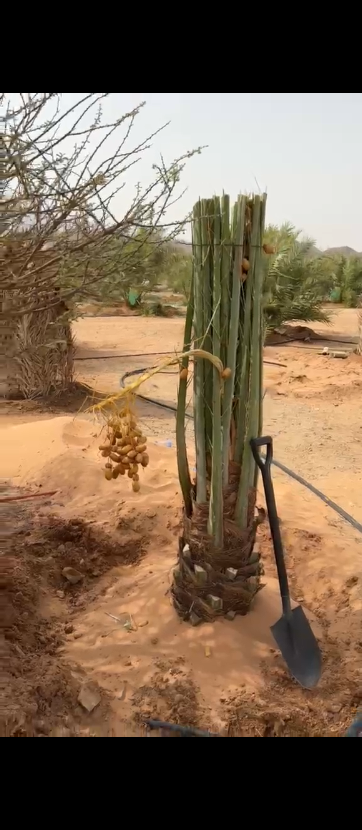 يتوفر لدينا جميع انواع النخيل